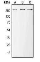 MUC6 / MUC-6 Antibody (Internal)