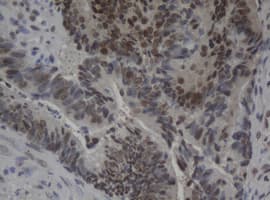 JUN / c-Jun Antibody (clone OTI3E2)