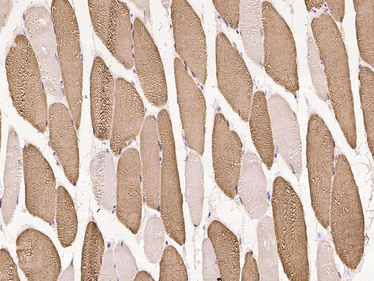 OLFML1 Antibody