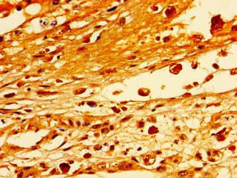 STXBP1 / MUNC18-1 Antibody