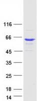 Human BAIAP2L1 Protein (Recombinant Myc-DDK (Flag))