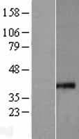 MRPS35 Protein (Over-Expression Lysate Myc-DDK (Flag))