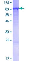 Human TUBGCP4 Protein (Recombinant GST)