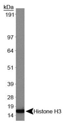 Histone H3 Antibody (Tri-Methyl-Lys9, clone 6F12-H4, Biotin)