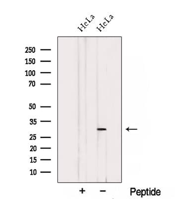 THAP2 Antibody