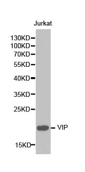PathPlus™ Polyclonal Rabbit anti-Human VIP Antibody (IHC, WB)