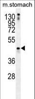 IHC-plus™ TRIM69 / Trif Antibody (aa101-129)