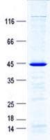 Human MRPS18A Protein (Recombinant GST, N-terminus + His, C-terminus)