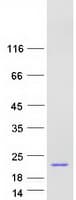 Human NENF / Neudesin Protein (Recombinant Myc-DDK (Flag))