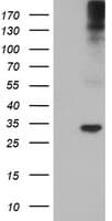 TPSG1 / Tryptase Gamma 1 Antibody (clone OTI1E6)