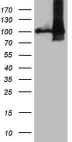 Monoclonal Mouse anti-Human NAP1L3 Antibody (clone OTI2C3, aa1-315, WB)