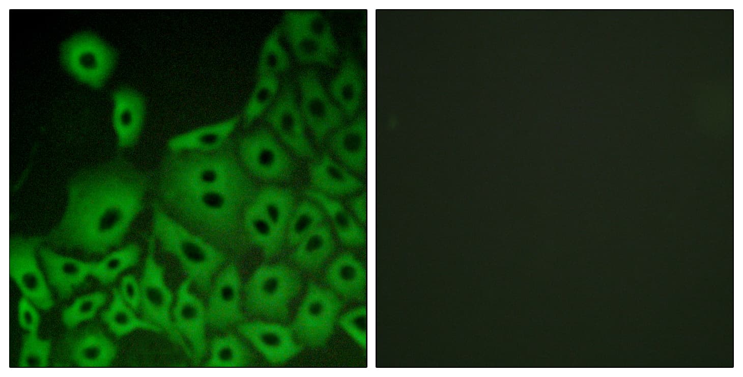 Polyclonal Rabbit anti-Human PGR1 / GPR153 Antibody (aa291-340, IF, WB)