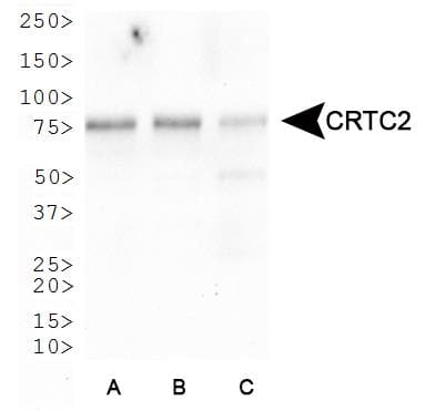 CRTC2 / TORC2 Antibody (aa600-693)