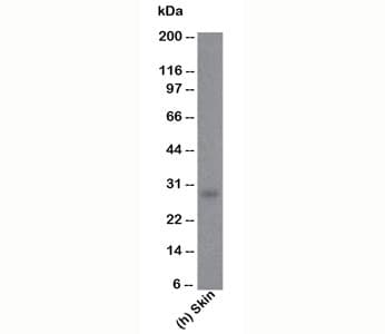 IHC-plus™ BCL2 / Bcl-2 Antibody (clone 100/D5, Azide-free, BSA-free)