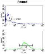 POU2AF1 / BOB1 Antibody (aa1-27)