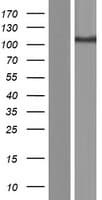 SLC4A9 / AE4 Protein (Over-Expression Lysate Myc-DDK (Flag))