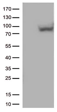 MX1 / MX Antibody (clone OTI2E7)