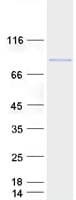 Human RFX2 Protein (Recombinant Myc-DDK (Flag))