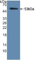 HNE / Neutrophil Elastase Antibody (aa30-247)