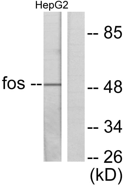 PathPlus™ FOS / c-FOS Antibody (aa1-50)