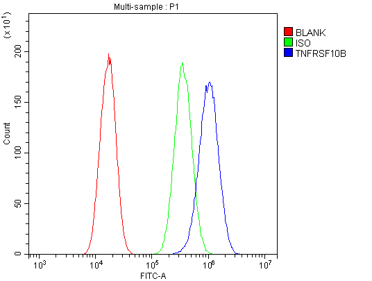TNFRSF10B / Killer / DR5 Antibody