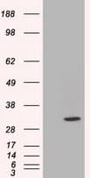 C21orf59 Antibody (clone OTI2E5, Carrier-free)