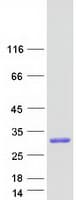 Human GZMA / Granzyme A Protein (Recombinant Myc-DDK (Flag))