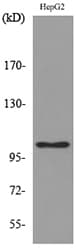 Polyclonal Rabbit anti-Human FCRL5 / CD307 Antibody (WB)