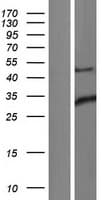 ING1 Protein (Over-Expression Lysate Myc-DDK (Flag))