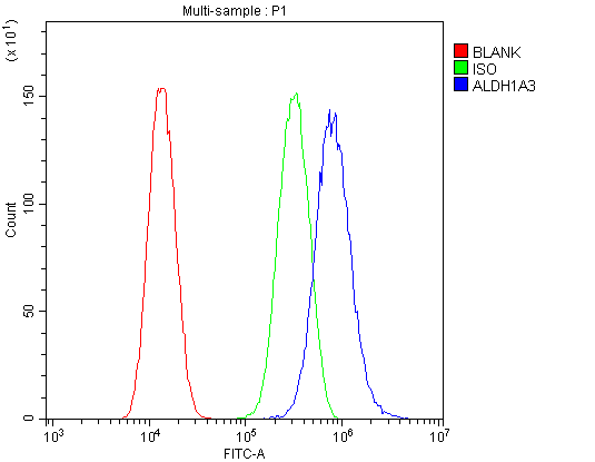 ALDH1A3 Antibody