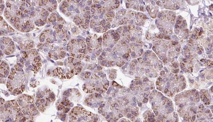 EIF3I / EIF3S2 Antibody