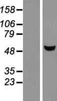 METTL4 Protein (Over-Expression Lysate Myc-DDK (Flag))