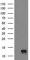 NDUFA7 Antibody (clone OTI2G4, Carrier-free)
