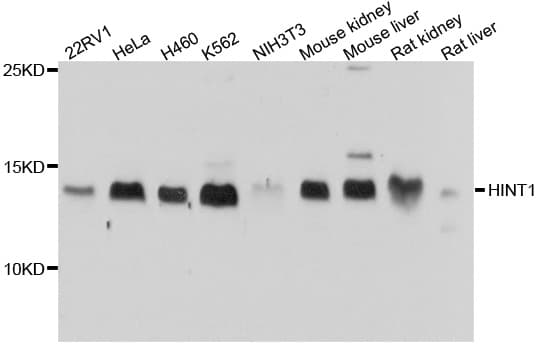 HINT / HINT1 Antibody