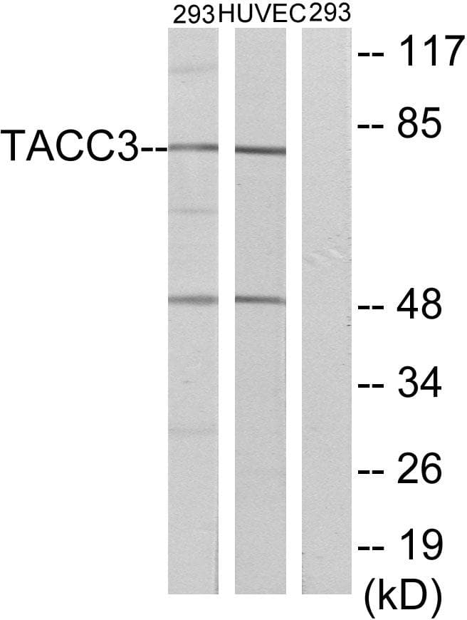 ERIC-1 / TACC3 Antibody