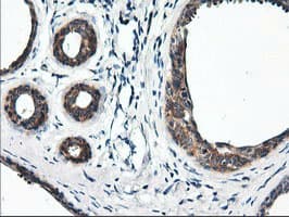 RGS16 Antibody (clone OTI1D3)