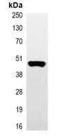 Monoclonal Mouse Myc Tag Antibody (IF, WB)