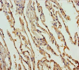 Polyclonal Rabbit anti-Human FMO5 Antibody (IHC, WB)