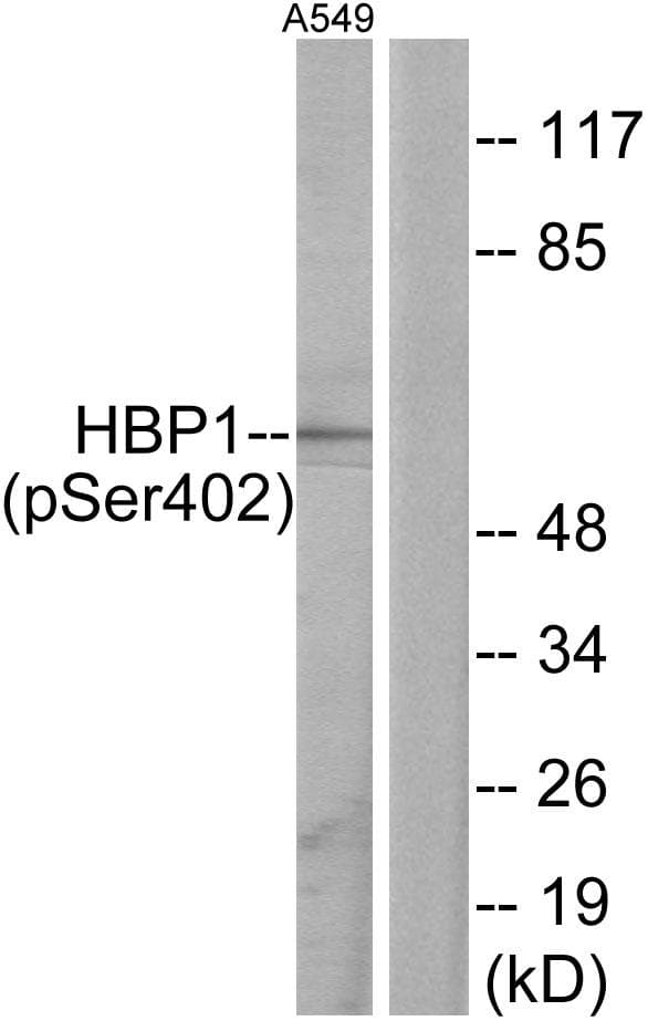 HBP1 Antibody (phospho-Ser402)