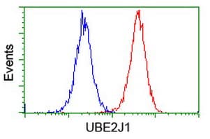 UBE2J1 Antibody (clone OTI3D1)