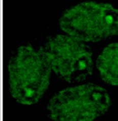 8-Hydroxyguanosine / 8-OHG Antibody (clone 15A3)