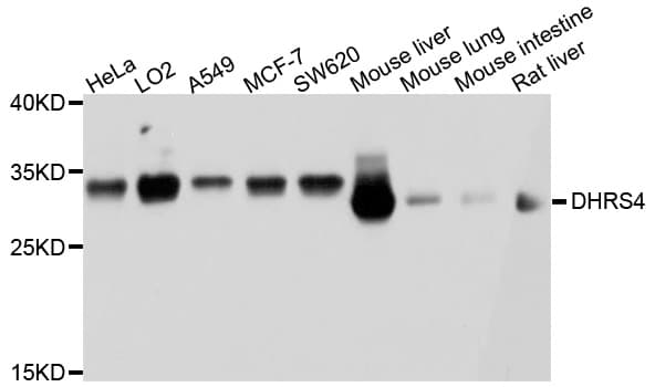 DHRS4 / PSCD Antibody