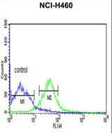Polyclonal Rabbit anti-Human PRKACA + PRKACB Antibody (aa67-94, IHC, WB)
