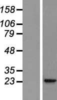 IL37 Protein (Over-Expression Lysate Myc-DDK (Flag))