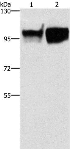 Polyclonal Rabbit anti-Human ICAM-1 / CD54 Antibody (IHC, WB)