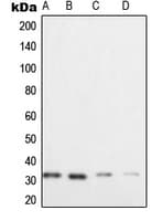 XRCC2 Antibody (C-Terminus)