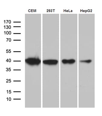 RFC3 Antibody (clone OTI2E5)