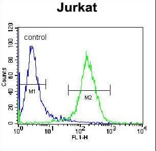 Polyclonal Rabbit anti-Human PPP1R3G Antibody (aa269-298, WB)