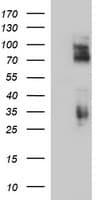CD44 Antibody (clone OTI5D5)