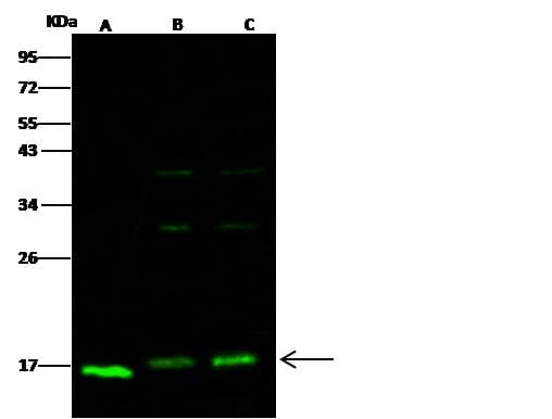 Polyclonal Rabbit anti-Human COXIV / COX4 Antibody (Preservative Free, IHC, IF, WB)